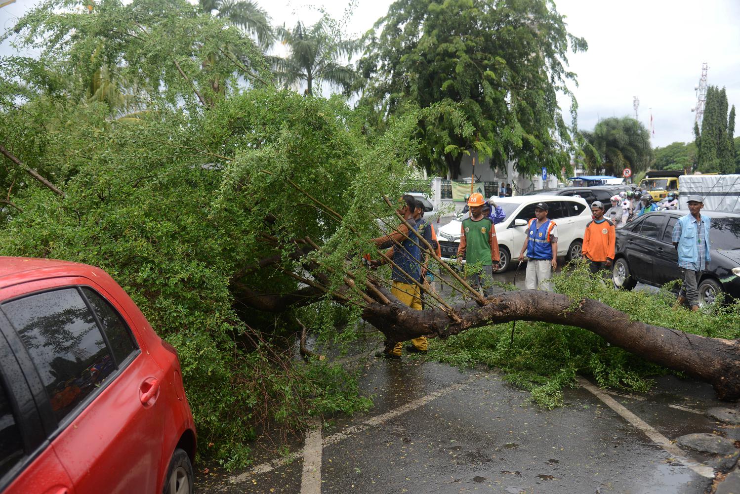 Pohon Tumbang Tutupi Badan Jalan