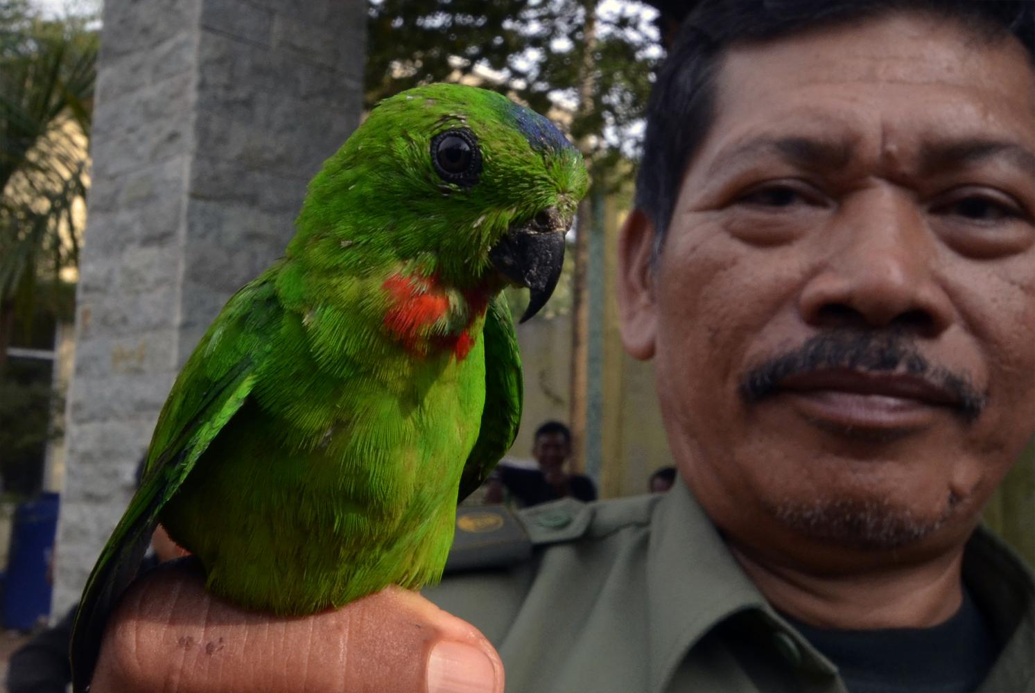 BKSDA Jambi Gagalkan Penyelundupan Burung Dilindungi Tanpa Dokumen 