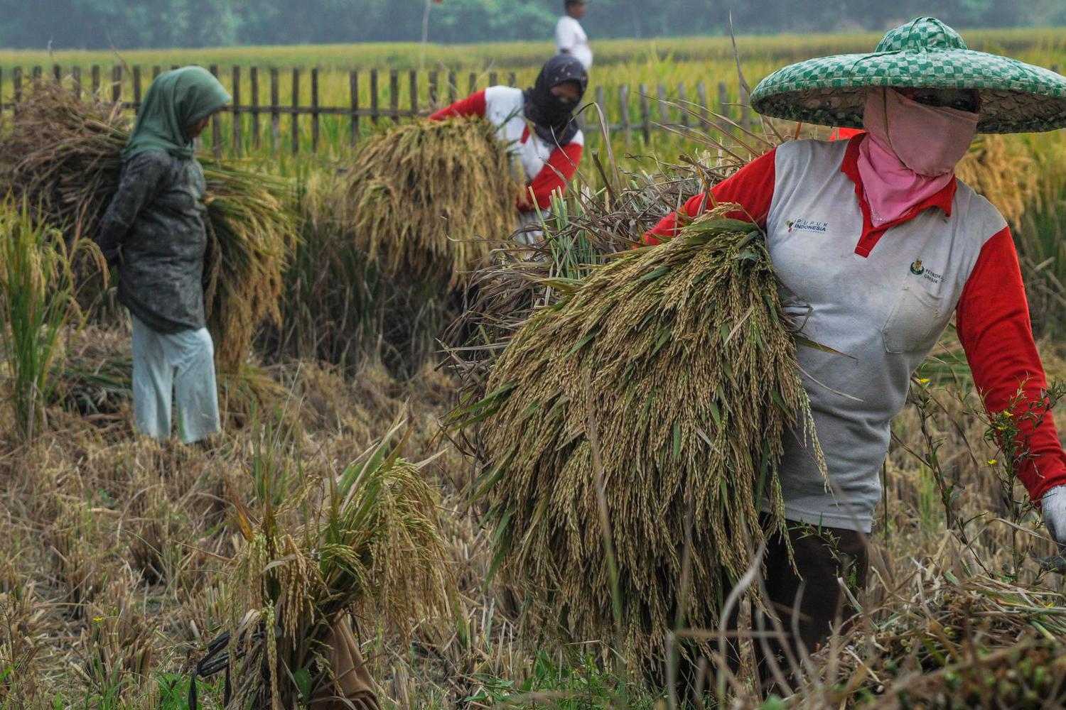 Jokowi Dorong Petani & Nelayan Fokus Garap Kegiatan Pascaproduksi.