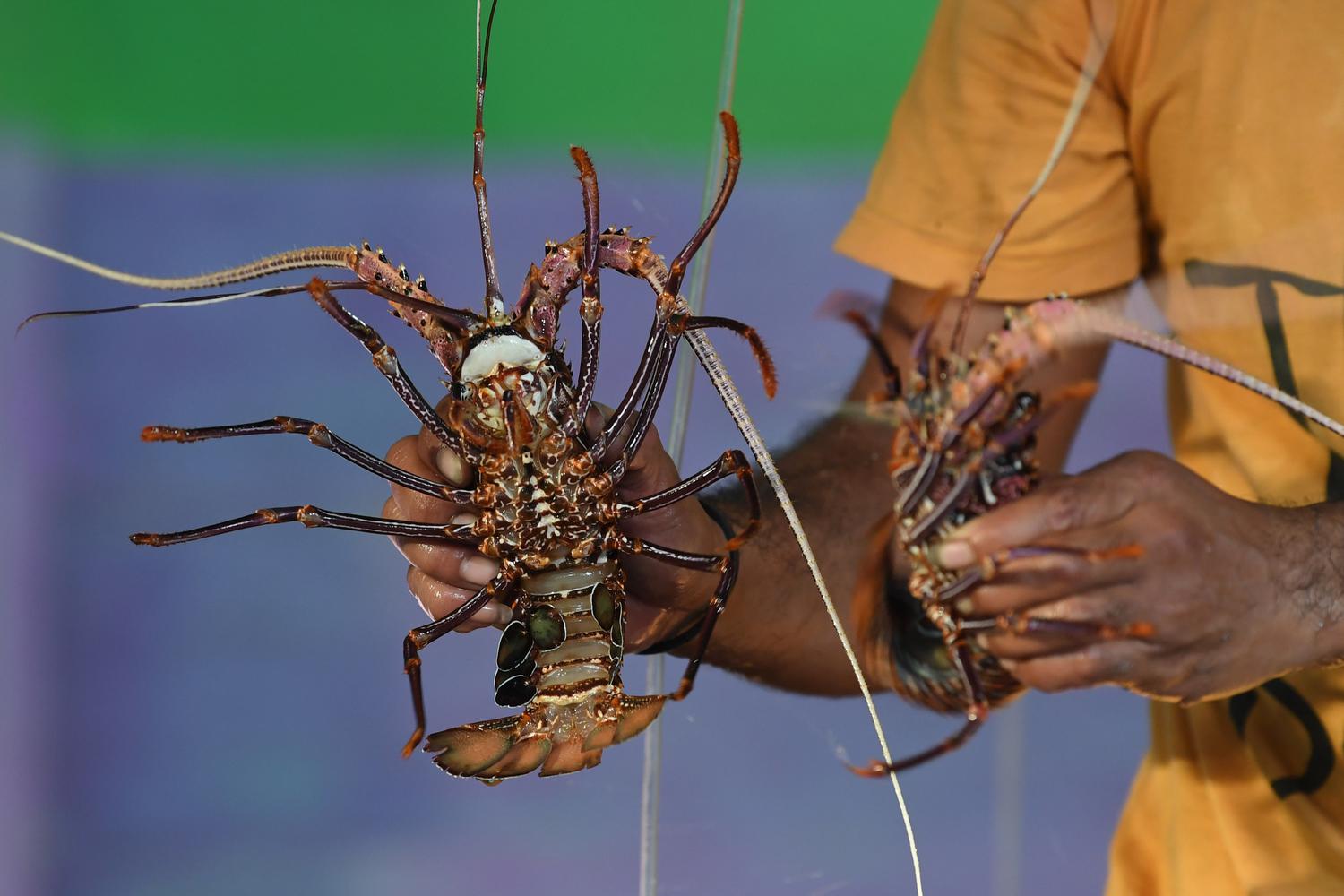 BUDIDAYA LOBSTER MOROTAI