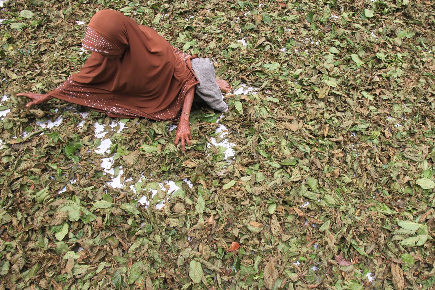 Seorang warga menjemur daun pureng atau daun kratom (Mitragyna speciosa) di kawasan Desa Simpang Peut, Kecamatan Arongan Lam Balek, Aceh Barat, Aceh, Sabtu (5/10/2019). Sejak beberapa bulan terakhir harga jual daun kratom naik dari Rp 8.000 per kilogram m