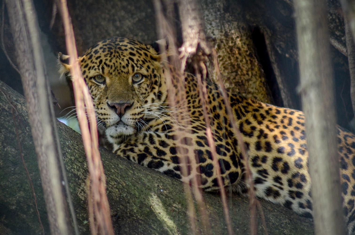 macan tutul, klh, djarum