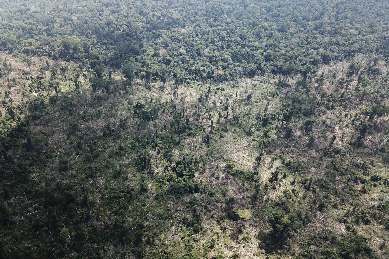 deforestasi, brasil, cop28