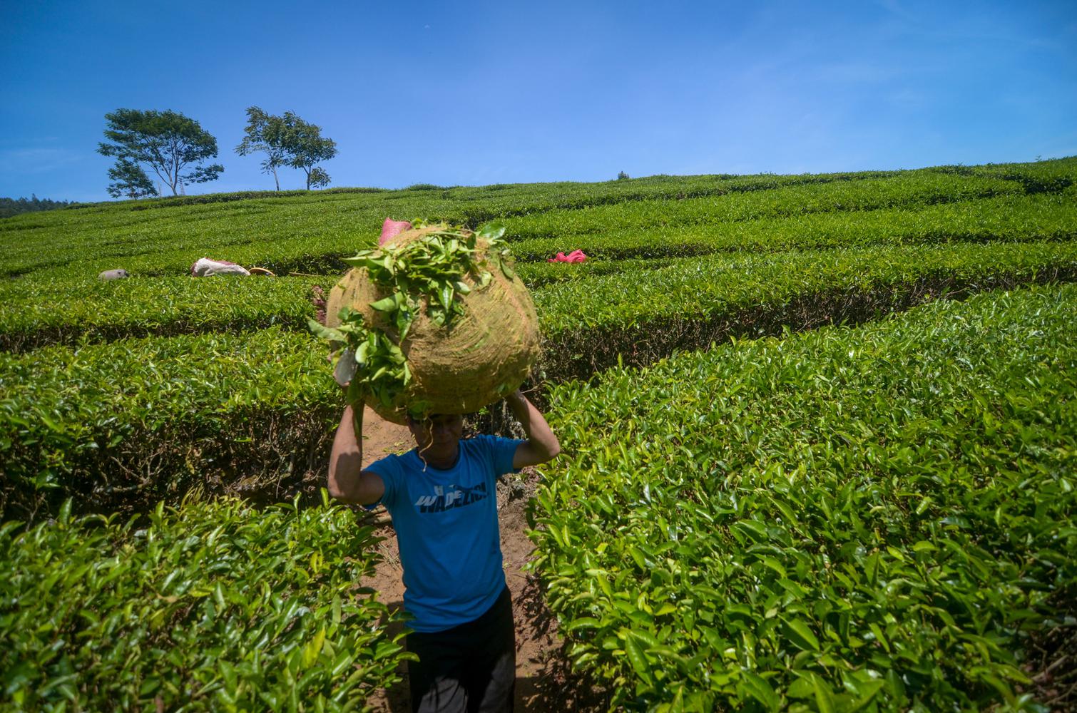 Petani memanen teh di kebun PTPN VIII Ciater, Kabupaten Subang, Jawa Barat, Selasa (22/10/2019). Ketua Umum Dewan Teh Indonesia Suharyo Husen memprediksi realisasi serapan teh dalam negeri pada 2019 meningkat hingga 3 persen dari tahun sebelumnya yang men