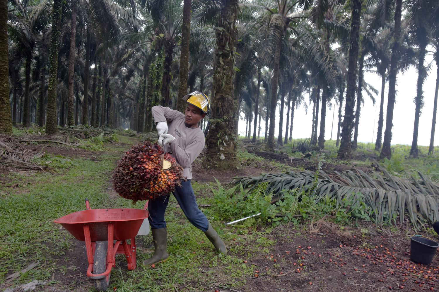 Harga Minyak Sawit Mentah