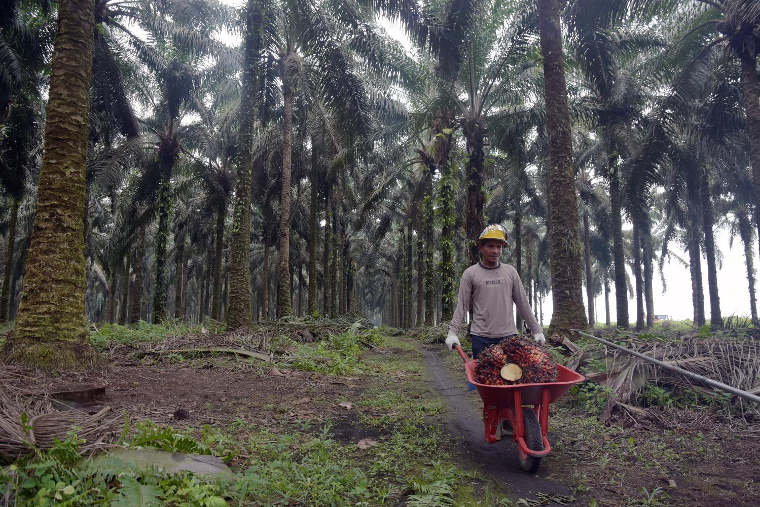 Sertifikasi Sawit Berkelanjutan Cukup Diatur Lewat Inpres - Pertanian ...