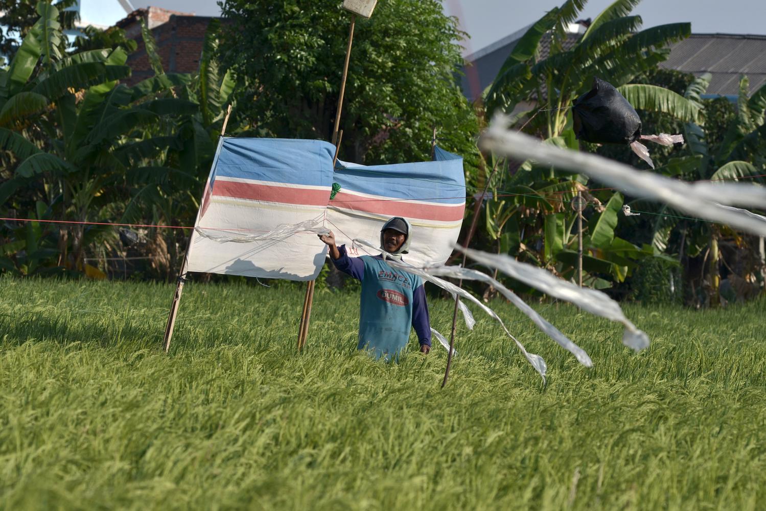 SAWAH TETAP PRODUKTIF WALAU MUSIM KEMARAU