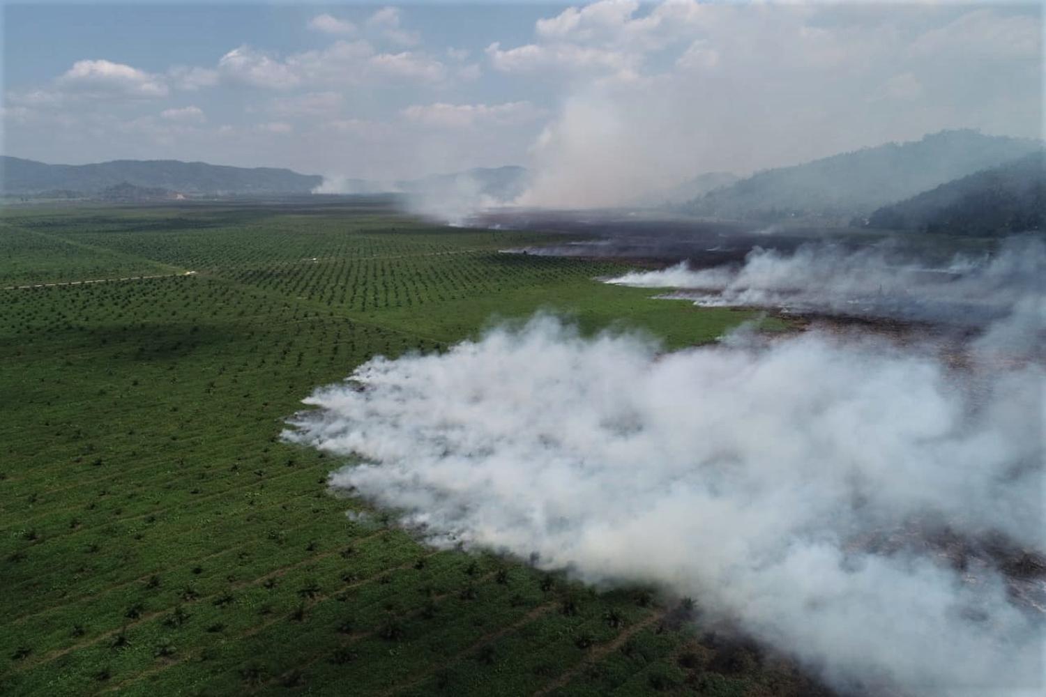 Cegah Kebakaran Hutan Gambut Papua, BRG Gandeng Masyarakat Adat.