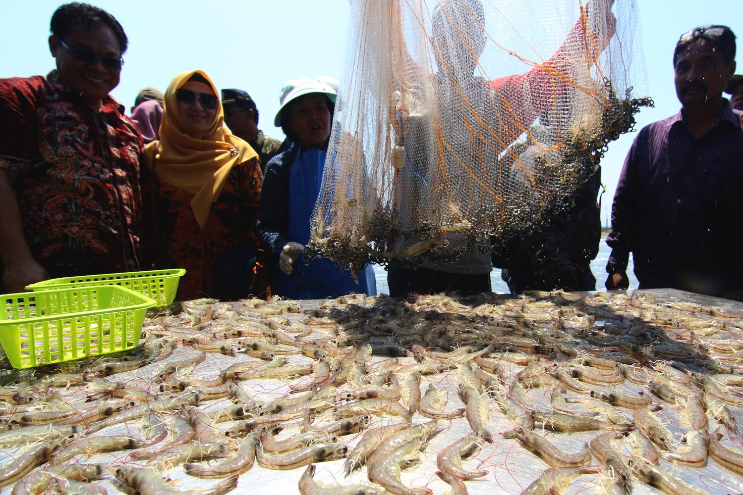 BUDI DAYA UDANG TAMBAK