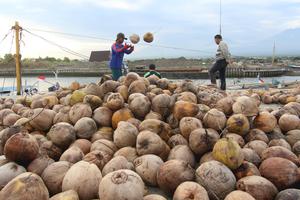 KELAPA HASIL PERKEBUNAN KEPULAUAN SEPEKEN