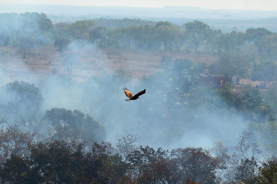 Api membakar sebidang lahan hutan Amazon di Agua Boa, negara bagian Mato Grosso, Brazil, Rabu (4/9/2019).