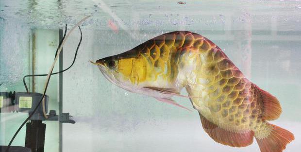 Ikan gurami dapat dipelihara dengan ikan air tawar lainnya cara ini disebut