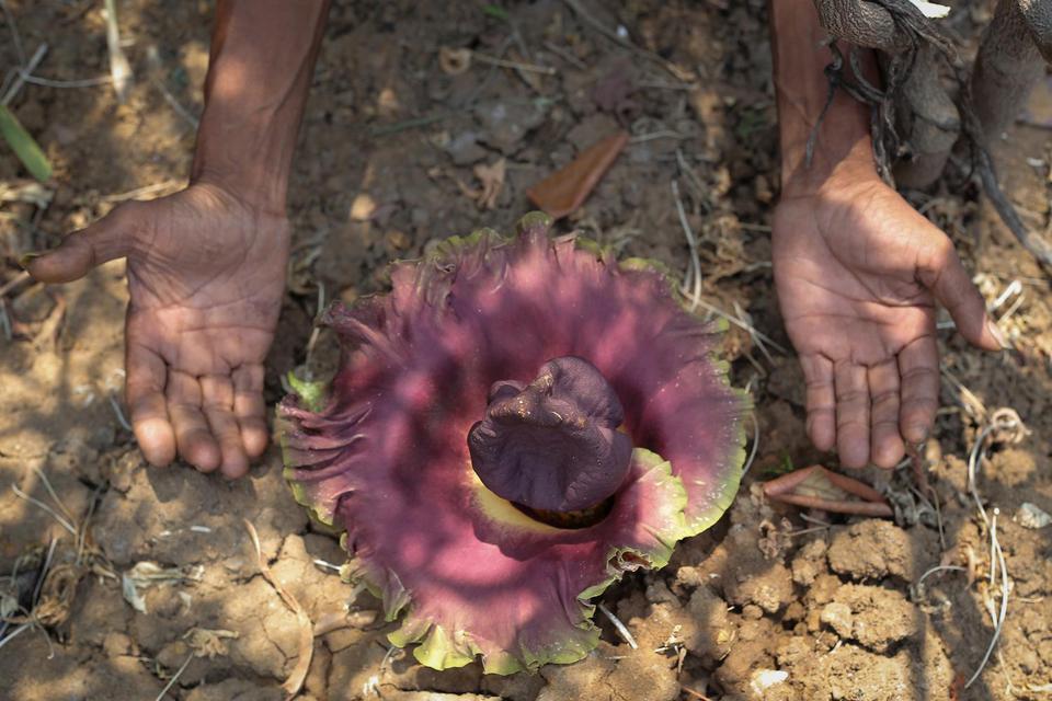 Warga menunjukkan bungai bangkai (Amorphophallus Titanium) yang tumbuh di Teluk Naga, Kabupaten Tangerang, Banten, Rabu (6/11/2019). Bunga Bangkai yang memiliki tinggi 35cm dan lebar 30cm itu ditemukan di belakang pemukiman warga sejak 3 hari yang lalu s