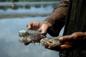 IKAN MATI DI DANAU MAWANG