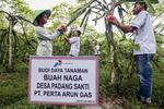 PANEN BUAH NAGA CSR PERTAMINA PERTA ARUN GAS DI ACEH