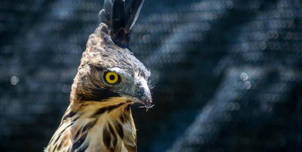 Burung Elang Jawa, Taksonomi hingga Ancaman Kepunahan - Nasional  Katadata.co.id