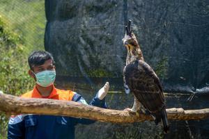 PUSAT KONSERVASI ELANG KAMOJANG