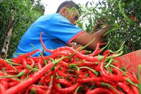 UPAH BURUH PANEN CABAI DI ACEH