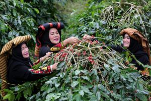 FESTIVAL PANEN KOPI GAYO