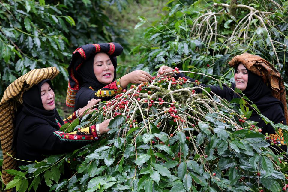 perubahan iklim, kopi, kopi Gayo