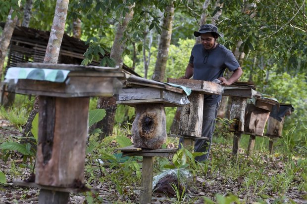 Petani Makmur Tanpa Membakar Lahan