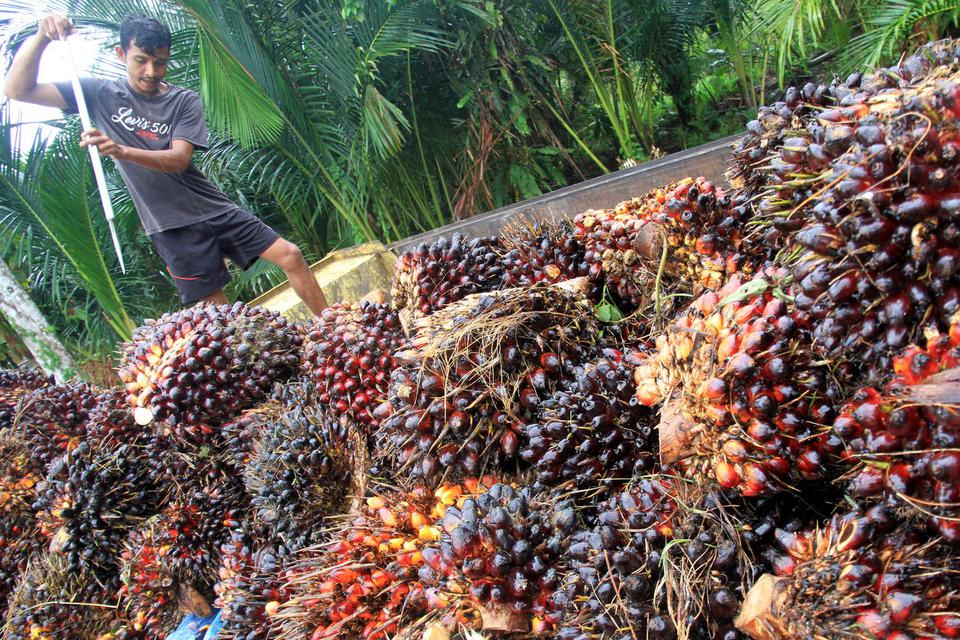Pekerja memasukkan Tanda Buah Segar (TBS) kelapa sawit ke dalam truk di salah satu tempat penampungan di Desa Seumantok, Kecamatan Pante Ceureumen, Aceh Barat, Sabtu (7/12/2019). Pedagang pengumpul mengaku, sejak dua pekan terakhir harga TBS kelapa sawit 