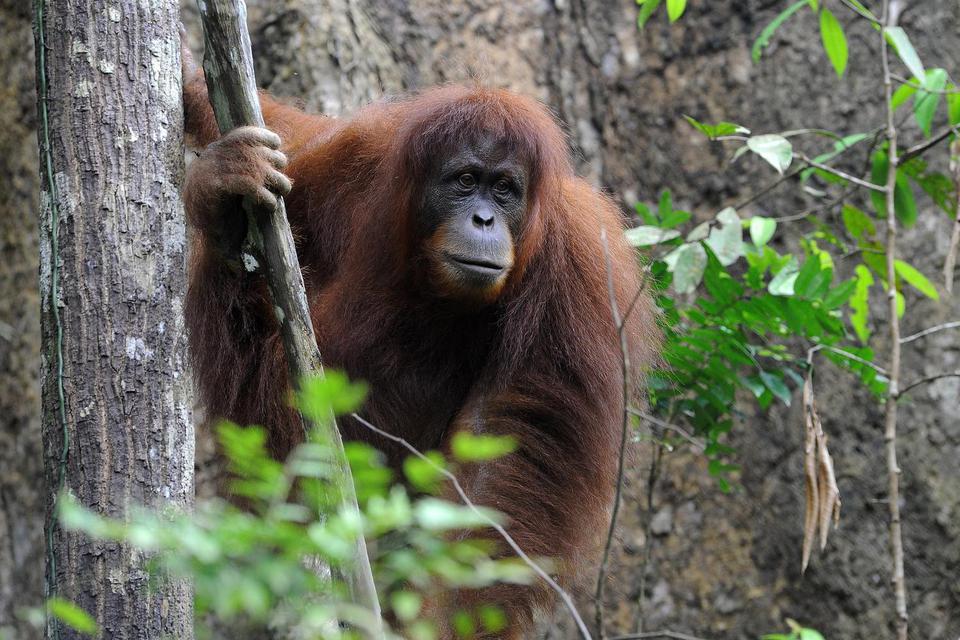 Karen, Orangutan asal Sumatera di Kebun Binatang AS Divaksin Covid-19
