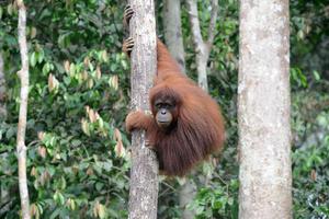 ORANG UTAN TAMAN NASIONAL BUKIT TIGAPULUH