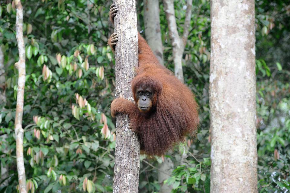 Malaysia berencana untuk bergabung dengan tren Asia-Pasifik untuk duta besar yang menggemaskan - dengan menghadiahkan orang utan kepada negara-negara yang membeli minyak kelapa sawitnya.