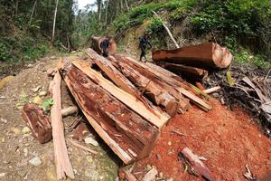 ANCAMAN PEMBALAKAN TAMAN NASIONAL DI JAMBI
