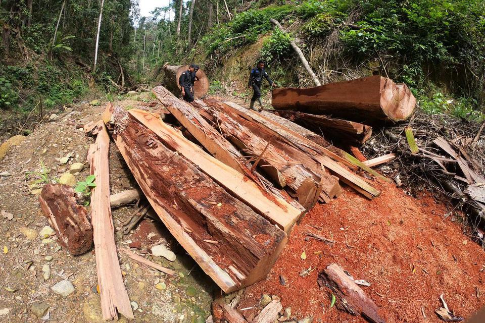 kemenhut, pembalakan liar