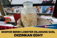ekspor lobster