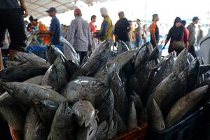 HARGA IKAN ANJLOK