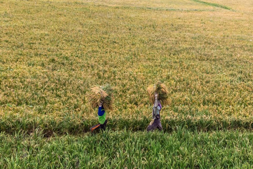 Buruh tani memanggul gabah usai panen di areal persawahan padi Desa Jamus, Mranggen, Demak, Jawa Tengah, Senin (6/1/2020). Kementerian Pertanian pada 2020 menargetkan mampu mewujudkan swasembada pangan, salah satunya dengan menargetkan produksi beras sebe