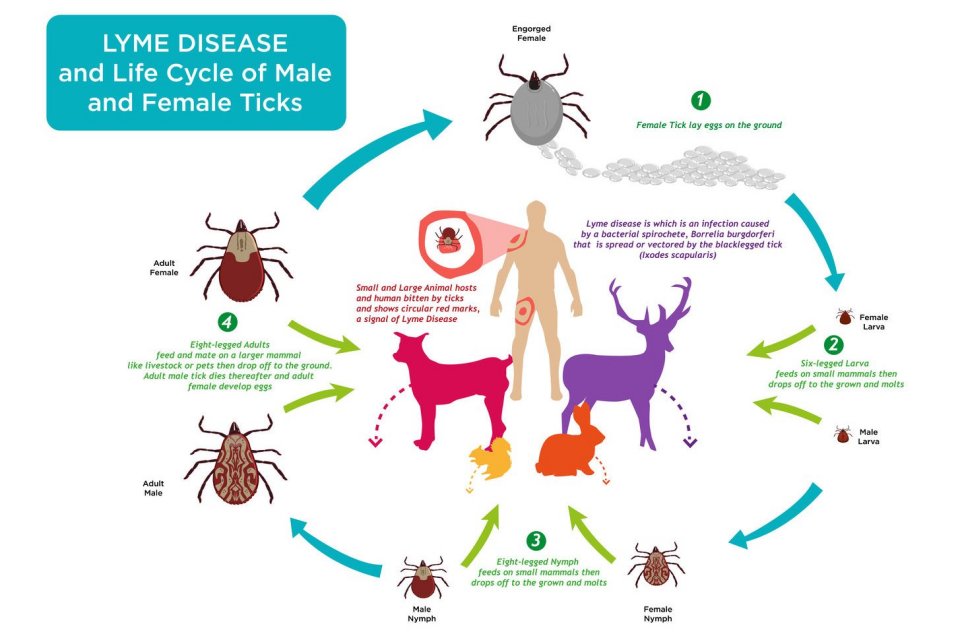 Lyme disease, penyakit lime, penyakit Justin Bieber, penyebab lyme disease, kutu rusa, gejala penyakit lime, cara mencegah penyakit lime