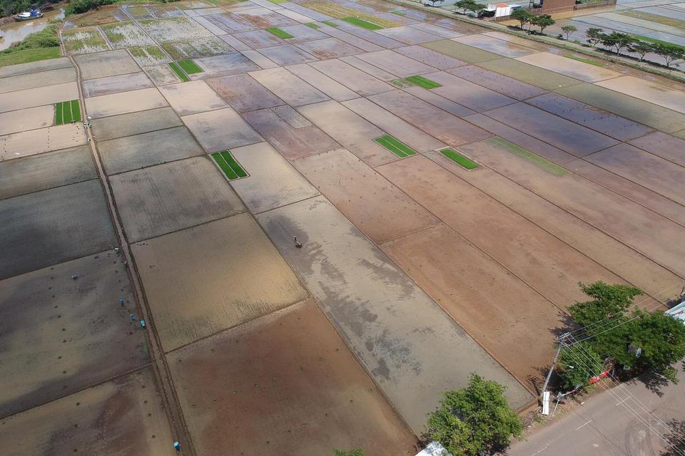 Foto udara sejumlah petani menanam padi di area persawahan, Kabupaten Batang, Jawa Tengah, Selasa (14/1/2020). 