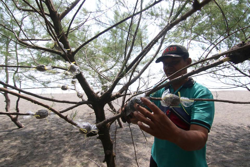 Petugas mencangkok pohon cemara di zona konservasi Pantai Cemara, Banyuwangi, Jawa Timur, Selasa (14/1/2020). Pengembangbiakan pohon cemara tersebut, sebagai upaya memperluas penanaman di zona konservasi hutan kota agar mampu terhindar dari ancaman abrasi
