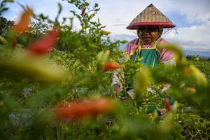 PETANI NIKMATI KENAIKAN HARGA CABAI