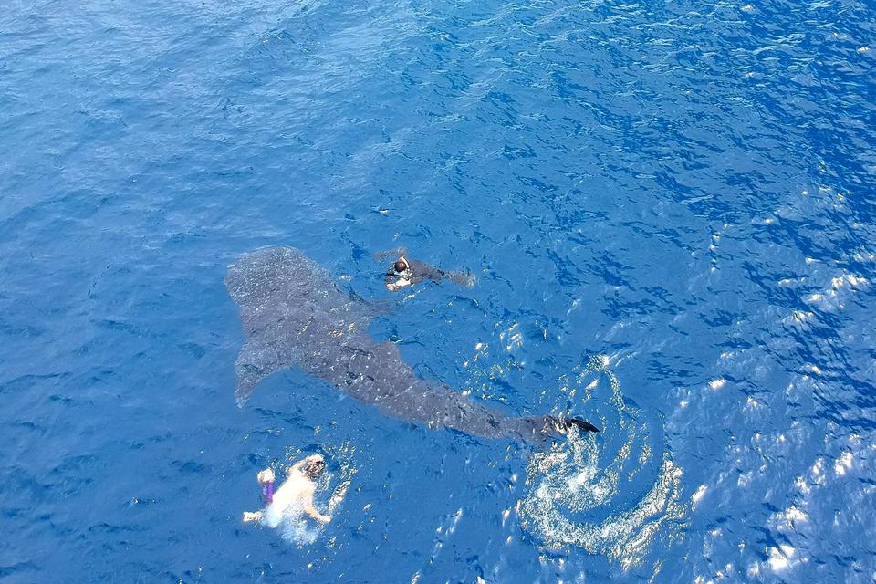 Sejumlah pengunjung berenang bersama Hiu Paus yang kembali datang ke pantai Botubarani, Kabupaten Bone Bolango, Gorontalo, Kamis (16/1/2020). Warga setempat mencatat sebanyak lima ekor Hiu Paus kembali datang sejak awal bulan Januari 2020.