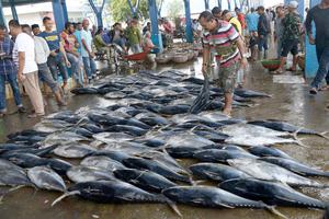 TANGKAPAN TUNA SIRIP KUNING MENINGKAT