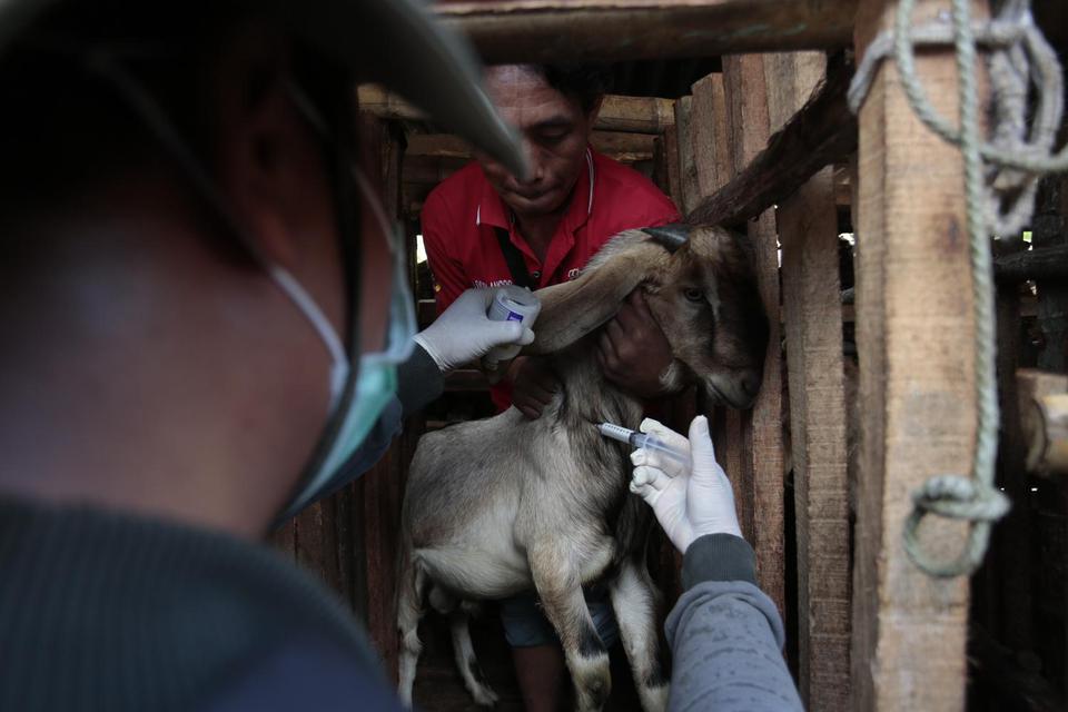 Petugas melakukan penyuntikan vaksin antraks di Desa Dadapayu, Semanu, Gunungkidul, DI Yogyakarta, Rabu (22/1/2020). Dinas Pertanian dan Pangan Kabupaten Gunungkidul melakukan injeksi antibiotik pada ribuan sapi dan kambing setiap harinya untuk mencegah p