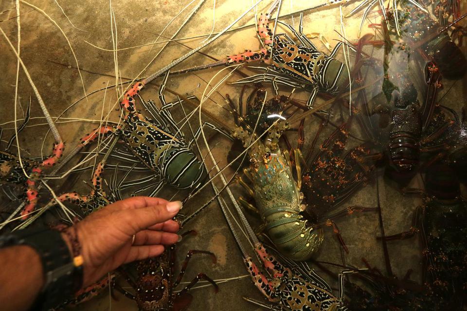 Edhy Prabowo Ungkap Rencana Penghentian Ekspor Lobster dan Syaratnya.