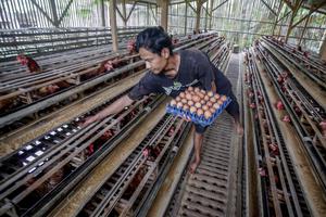 KENAIKAN HARGA ACUAN TELUR DAN DAGING AYAM