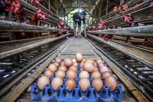 KENAIKAN HARGA ACUAN TELUR DAN DAGING AYAM