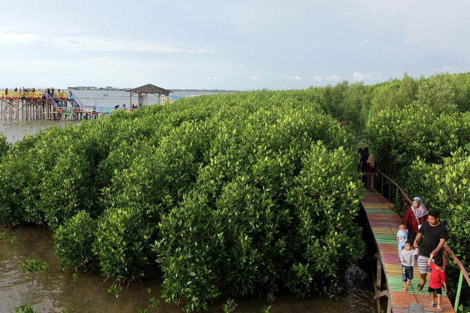 Luhut Bakal Gandeng Abu Dhabi untuk Rehabilitasi Mangrove.