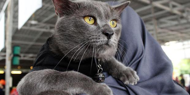 Jenis-Jenis Kucing dan Cara Memilih Peliharaan yang Tepat - Lifestyle Katadata.co.id