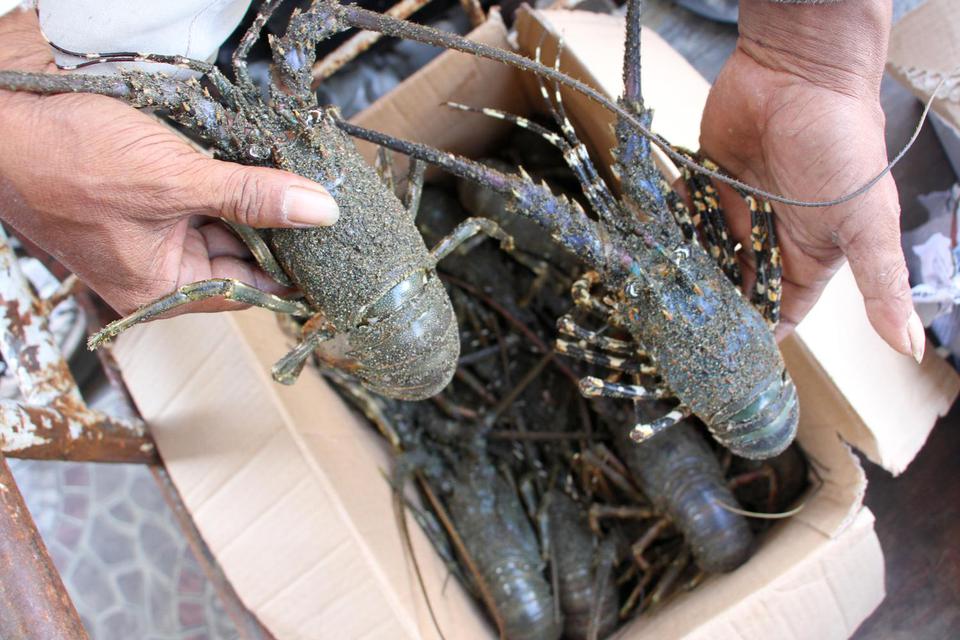 Warga menunjukkan lobster hasil tangkapan nelayan di pesisir Pantai Meulaboh, Aceh Barat, Aceh, Rabu (19/2/2020). Nelayan lobster di kawasan itu mengaku, dalam sehari mampu mengumpulkan dan menangkap lobster sebanyak dua sampai lima kilogram yang kemudian