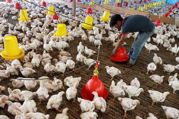 Pekerja memberikan pakan ternak ayam potong di Kawasan Kecamatan Johan Pahlawan, Aceh Barat, Aceh, Senin (24/2/2020). Peternak setempat menyatakan dalam sebulan bisa memproduksi 10 sampai 12 ton ayam potong untuk kebutuhan perusahan dan pasar dengan harga