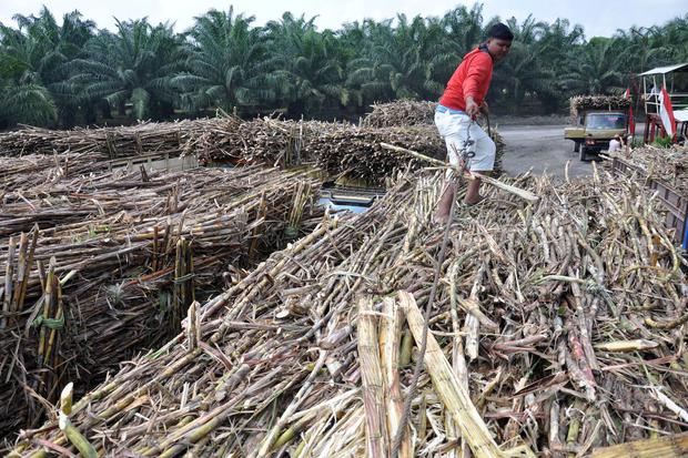 PRODUKSI GULA PERKEBUNAN NUSANTARA