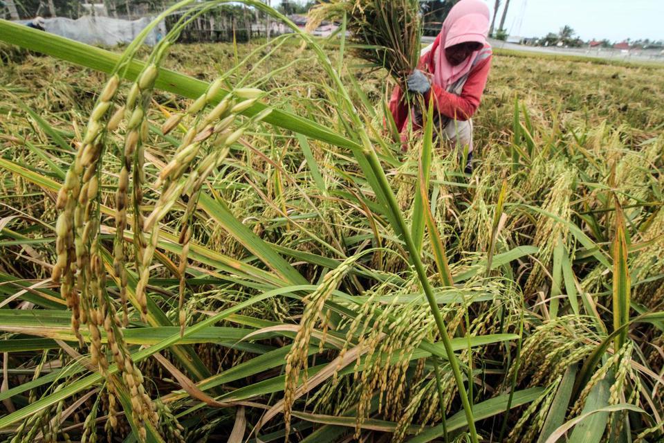 Ilustrasi, petani memanen padi. Pemerintah memutuskan memberikan insentif bagi 2,44 juta petani miskin agar para petani tetap bisa berproduksi di tengah pandemi Covid-19.